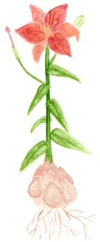Lilium Cultivars