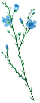 Linum perenne