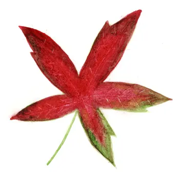 Liquidambar styraciflua