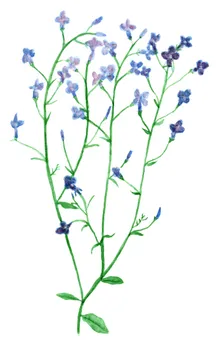 Lobelia erinus