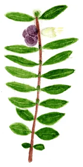 Lonicera nitida