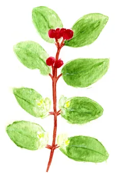 Lonicera xylosteum