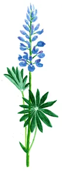 Lupinus angustifolia
