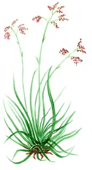 Luzula sylvatica