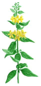 Lysimachia punctata