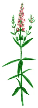 Lythrum salicaria