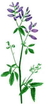 Medicago sativa
