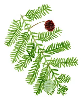 Metasequoia glyptostroboides