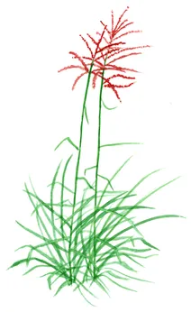 Miscanthus sinensis