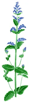 Nepeta x faassenii