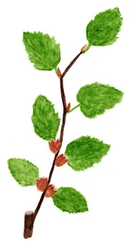 Nothofagus antarctica