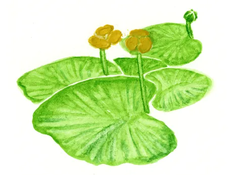 Nuphar lutea