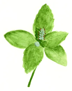 Pachysandra terminalis
