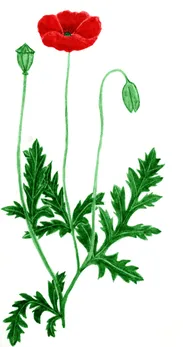 Papaver orientale