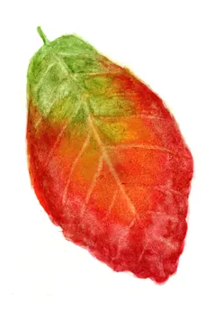 Parrotia persica