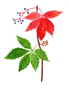 Parthenocissus quinquefolia