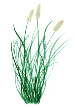 Pennisetum alopecuroides