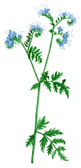 Phacelia tanacetifolia