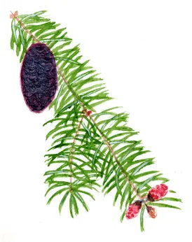 Picea omorika