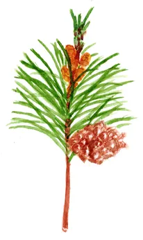 Pinus mugo ssp. mugo
