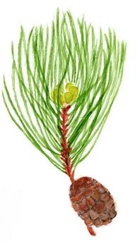 Pinus nigra ssp. nigra