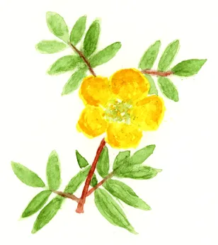 Potentilla fruticosa