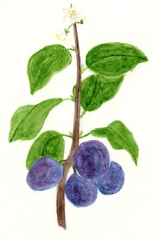 Prunus domestica