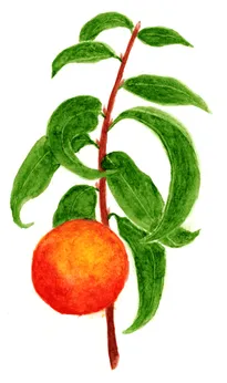 Prunus persica