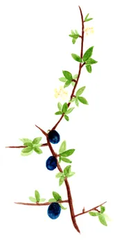 Prunus spinosa