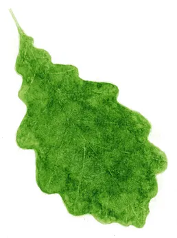 Quercus petraea