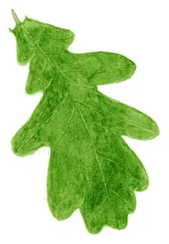 Quercus robur
