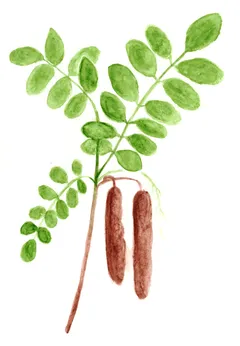 Robinia pseudoacacia