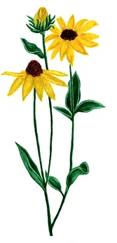 Rudbeckia fulgida var. sullivantii
