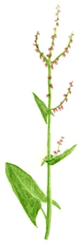 Rumex acetosa