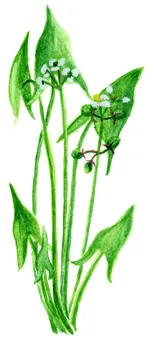 Sagittaria sagittifolia
