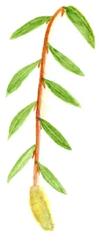 Salix alba 'Tristis'