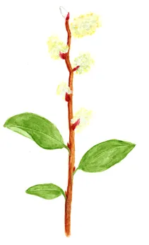 Salix caprea