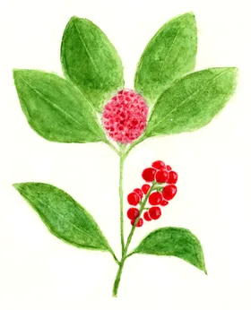 Skimma japonica