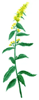 Solidago Cultivars