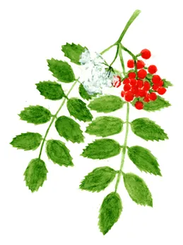 Sorbus aucuparia