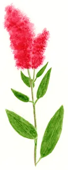 Spiraea japonica 'Sorte'