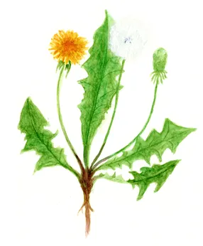 Taraxacum sect. Ruderalia