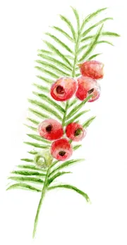 Taxus baccata