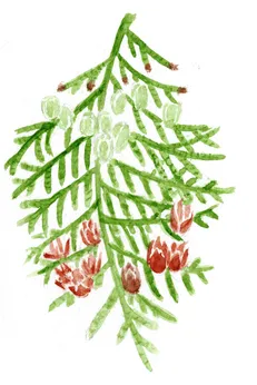 Thuja occidentalis