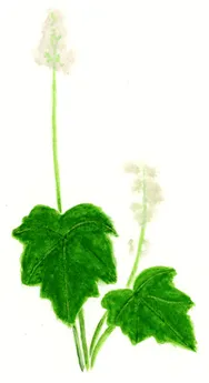 Tiarella cordifolia