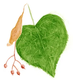 Tilia cordata