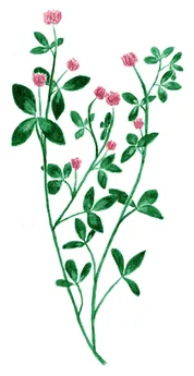 Trifolium resupinatum