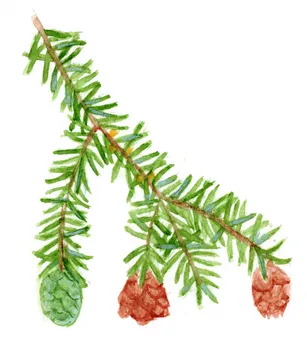 Tsuga canadensis