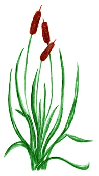 Typha angustifolia