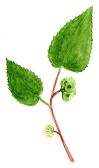 Ulmus minor